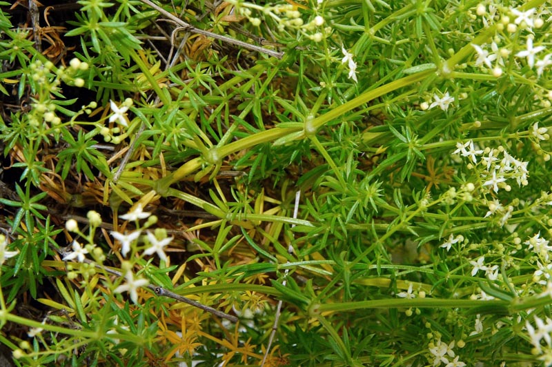 Galium lucidum / Caglio lucido